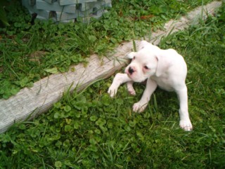 Shylah, 7 weeks