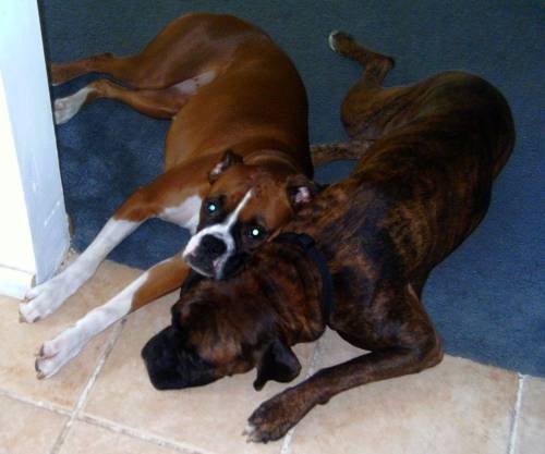 siamese boxers??