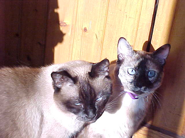Siamese Dreams