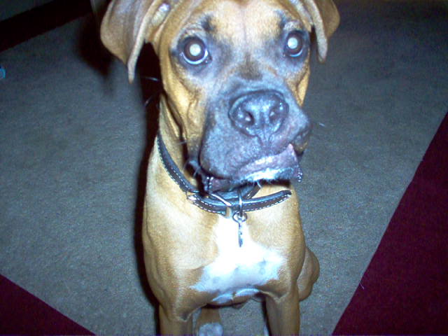 Sickle tooth Sammy