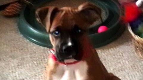 Sierra 3 months old