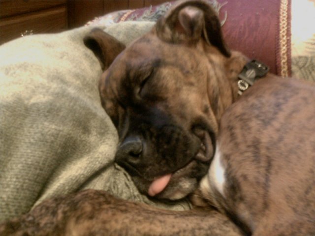 Sierra Sleeping Tongue