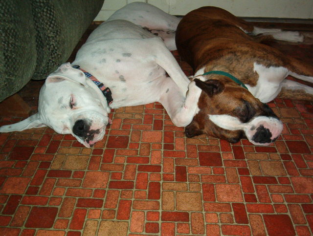 Siesta