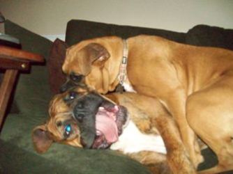 Sillies