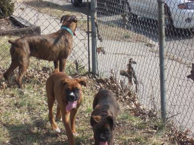SILLY BOXERS
