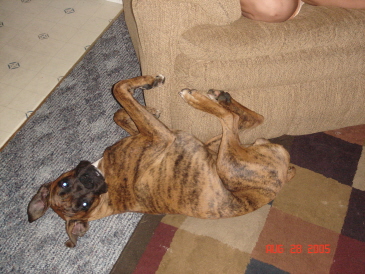 Silly Boy