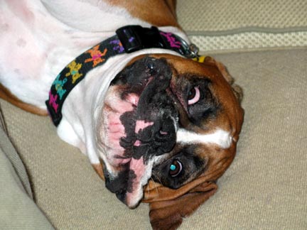 Silly Dog