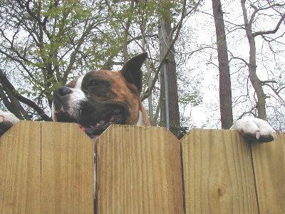 Silly dog.