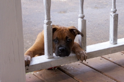 Silly dog