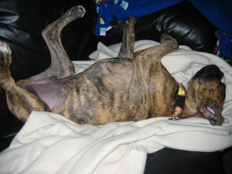 silly dog