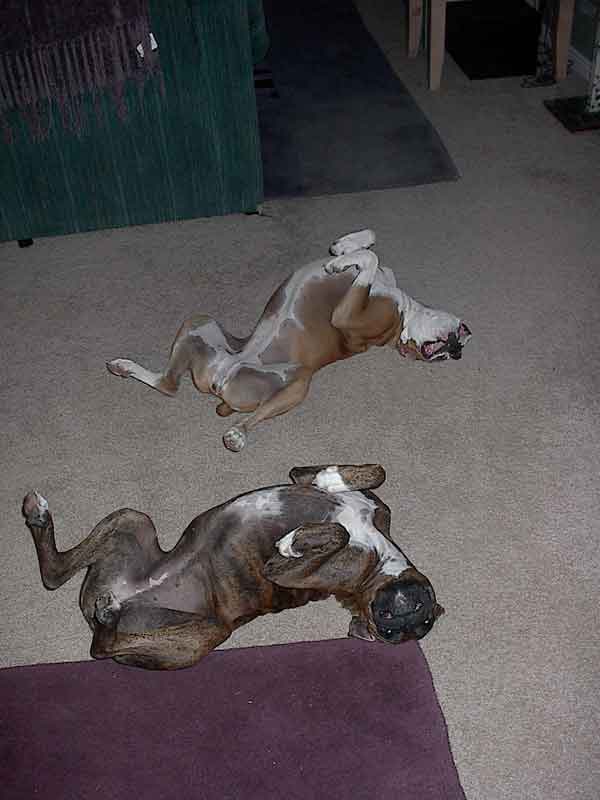 Silly Girls!