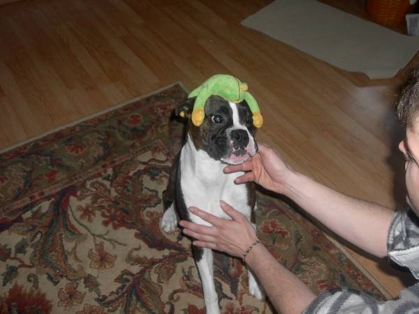 Silly Gracie