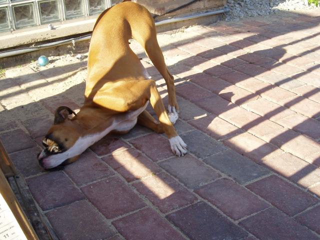 Silly Puppy