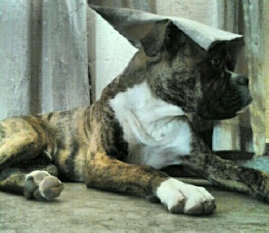 silly rocky