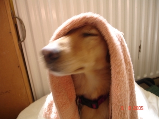 Silly Sable