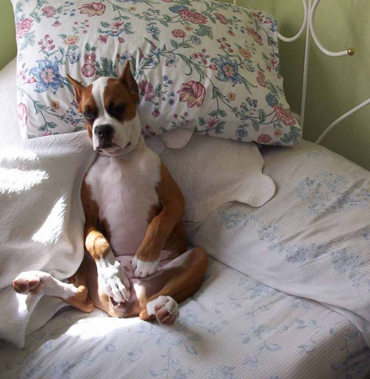 Silly Sit