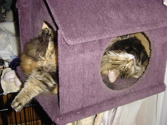 Silly Sleeper
