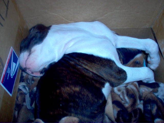 Silly sleeper