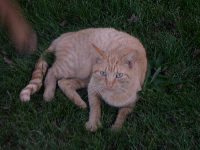 Silly Willy, Rusty's Feline Friend