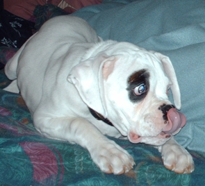 Silly_Sampson