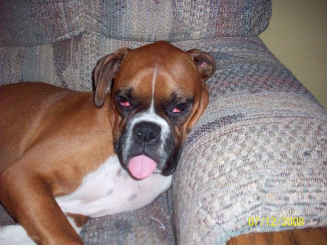 sillybuster