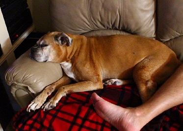 Silver female boxer 12 years 9 months w/ Mast cell