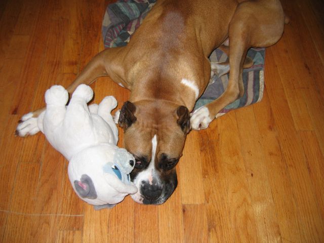 Simba and his Otis