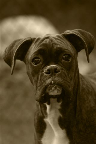Simply Kramer