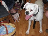 Sir J. (Boxer) & Cholo