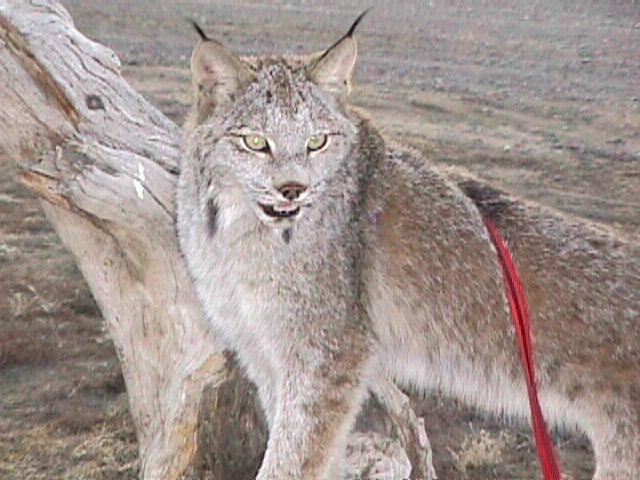 Sir Lynxalot