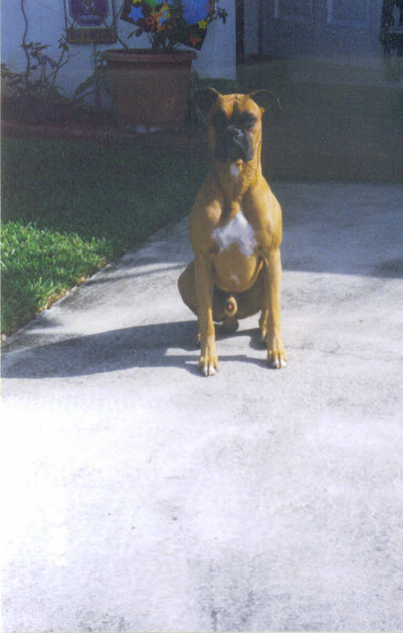 Sir Macho Lewis