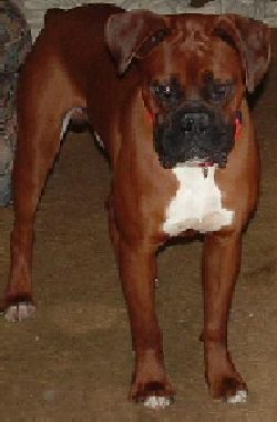 Sir Max
