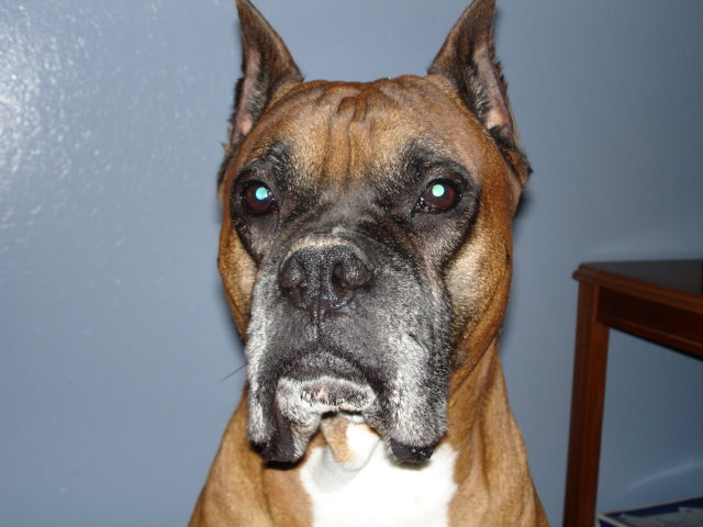 Sir Tyson