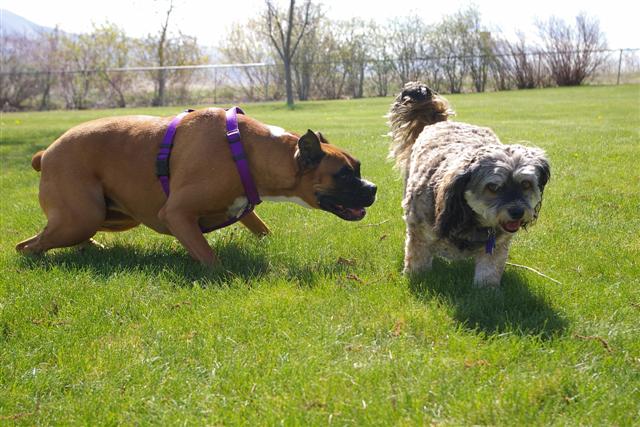Siren annoying her playdate buddy