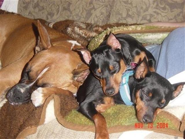 Siren snuggling the boys
