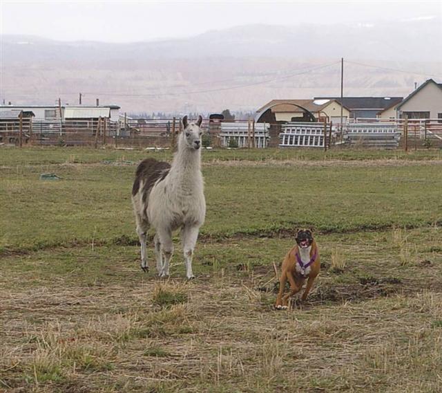 Siren & the llama