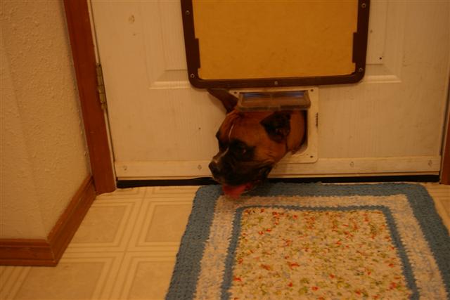 Siren vs. the kitty door