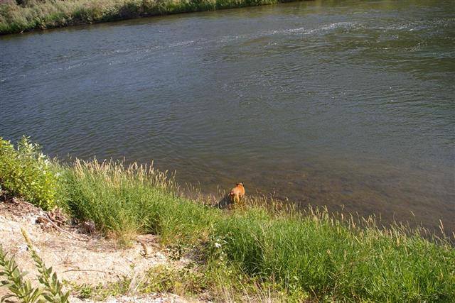 Siren vs. the Salmon River