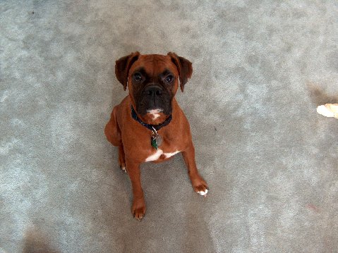 Sit Dallas, sit