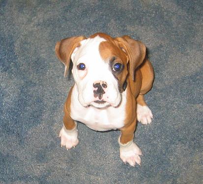 Sit! Good boy, Kujo!