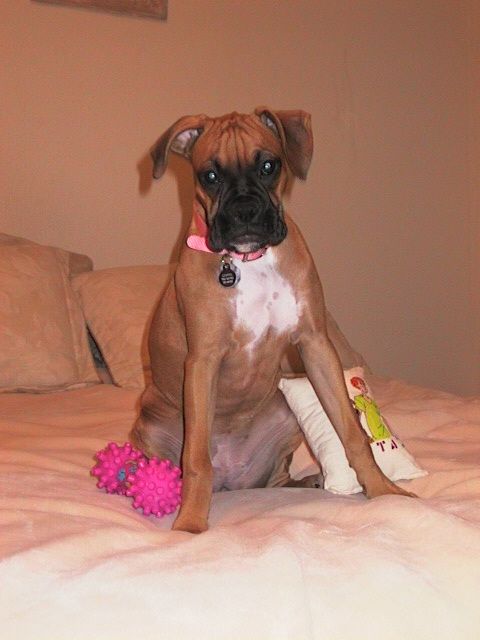 Sit - Good girl!