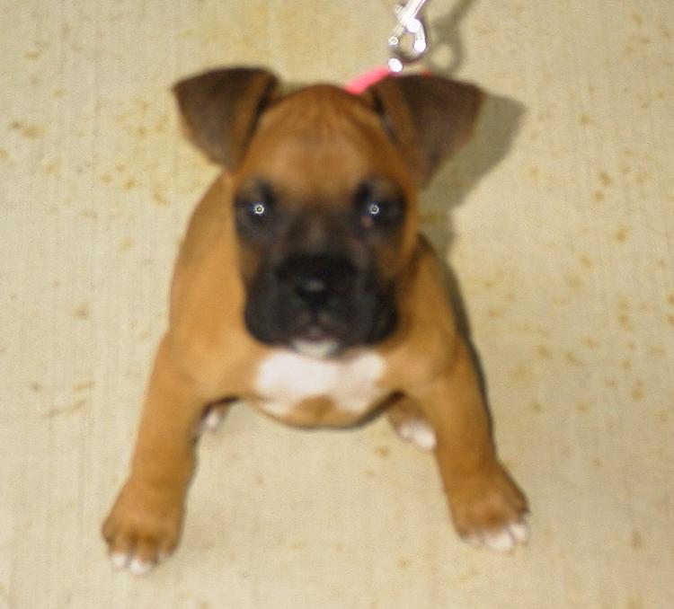 Sit little Harley pup