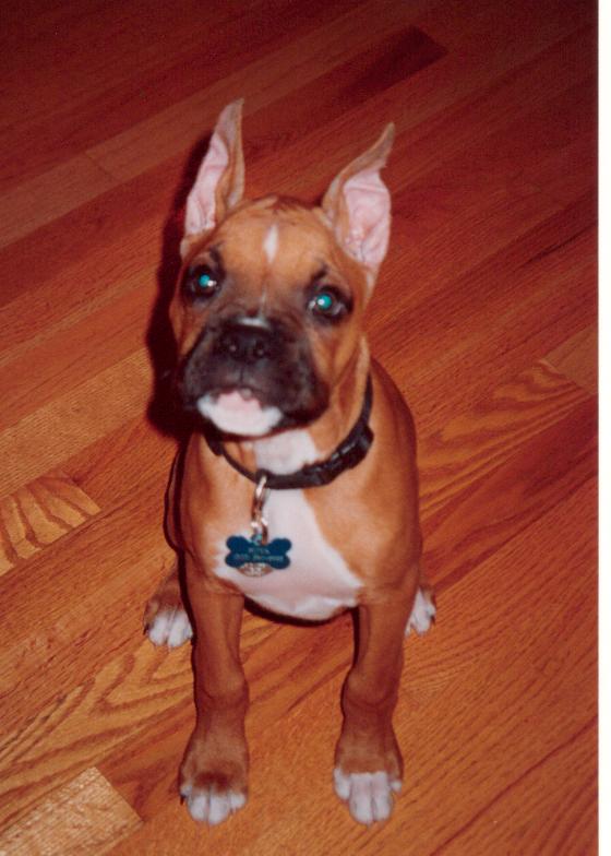 sit...ok..now the treat!