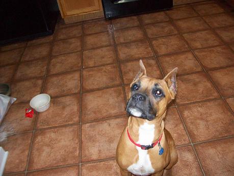 Sit Roxie!!!!