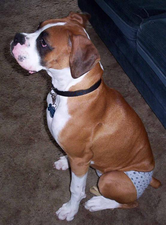 Sit/Stay practice in undies!