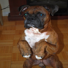 sit up