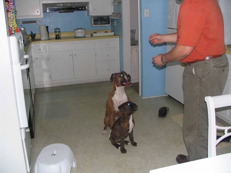 Sit_for_Treats