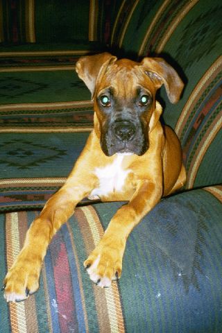 Sittin Pretty - Leila