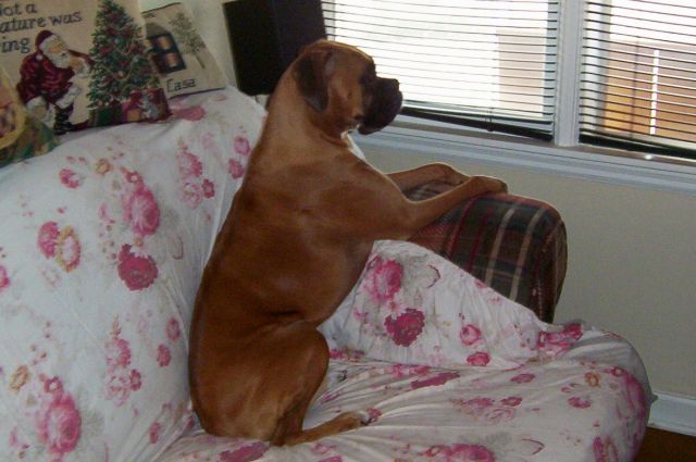 sitting belle
