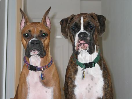 Sitting for their Picture!